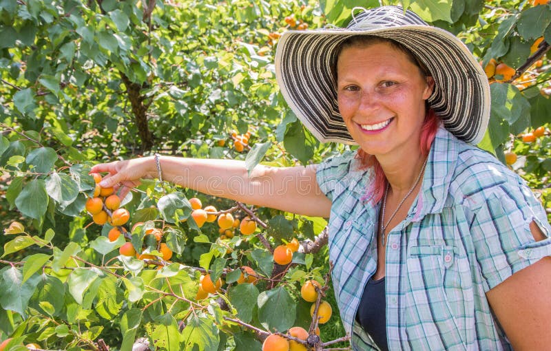 Glückliche Frau Ernte von frischen Früchten der Aprikose auf Baum stockfoto Glückliche Frau Ernte von frischen Früchten der Aprikose auf Baum stockfoto