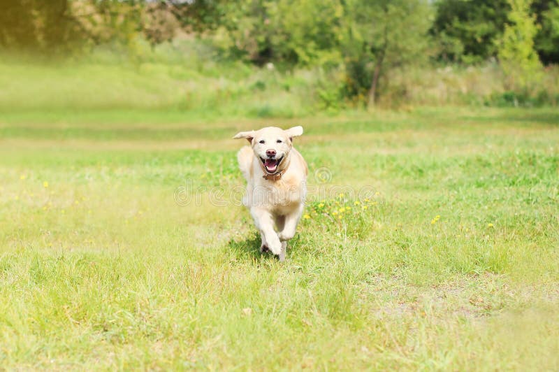 Glücklicher golden retriever-Hund, der auf Gras läuft stockfotografie Glücklicher golden retriever-Hund, der auf Gras läuft stockfotografie
