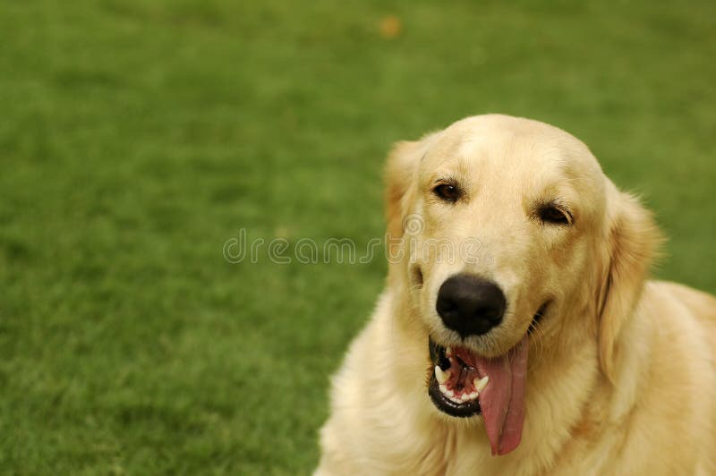 Glücklicher goldener Apportierhund stockbild Glücklicher goldener Apportierhund stockbild