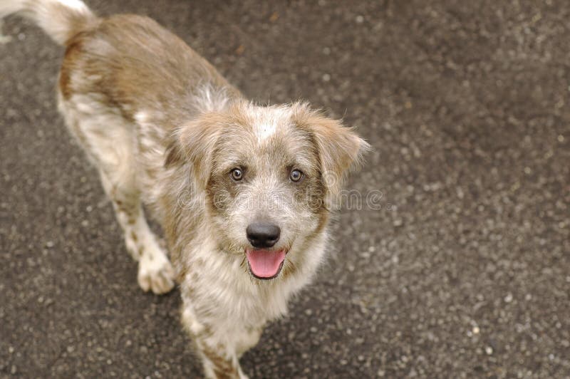 Glücklicher heimatloser Hund stockfotos Glücklicher heimatloser Hund stockfotos