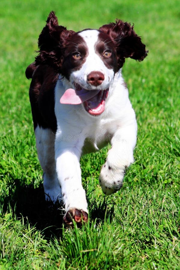 Glücklicher Hund stockfoto Glücklicher Hund stockfoto