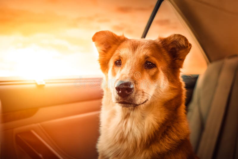 Glücklicher Hund des Porträts A, der in das Auto reist lizenzfreie stockbilder Glücklicher Hund des Porträts A, der in das Auto reist lizenzfreie stockbilder