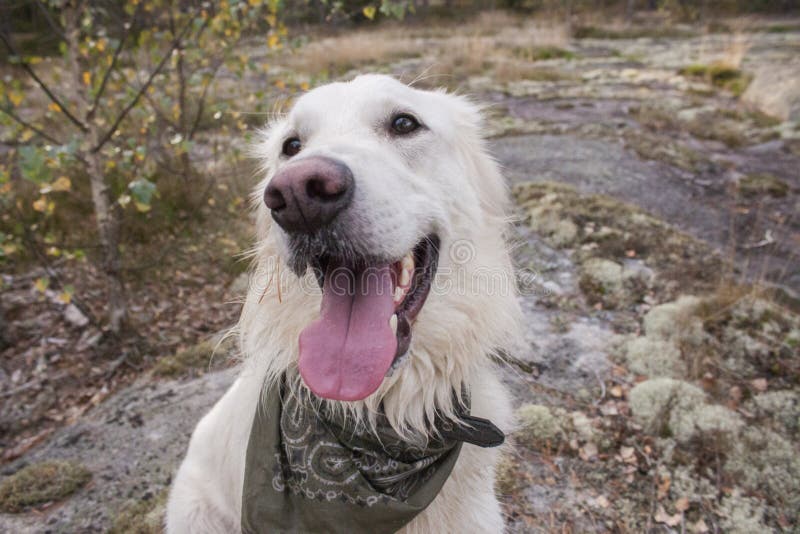 Glücklicher Hund im forrest stockfotografie Glücklicher Hund im forrest stockfotografie