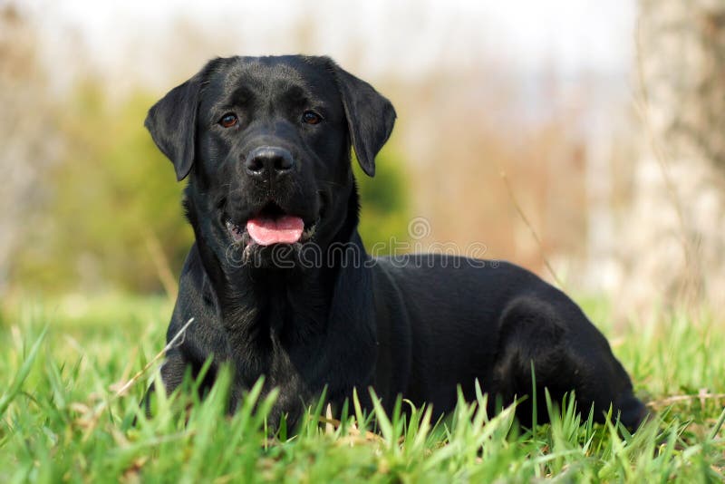 Glücklicher Hund Labrador Retiever lizenzfreie stockfotos Glücklicher Hund Labrador Retiever lizenzfreie stockfotos