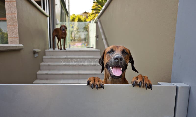 Glücklicher Hund am Tor lizenzfreie stockfotografie Glücklicher Hund am Tor lizenzfreie stockfotografie