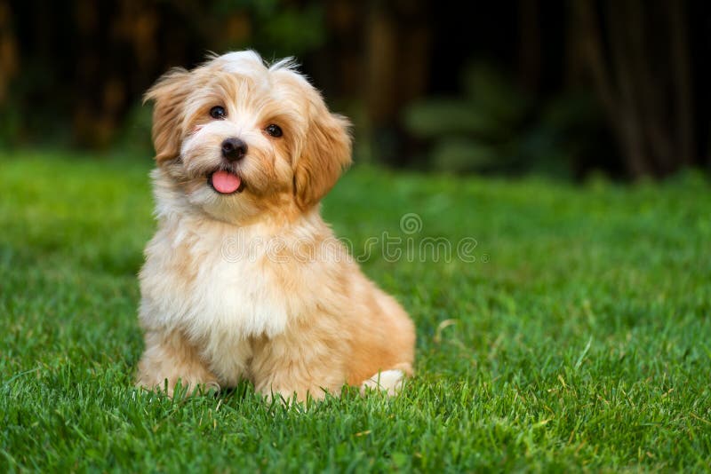 Glücklicher kleiner havanese Welpe sitzt im Gras stockbilder