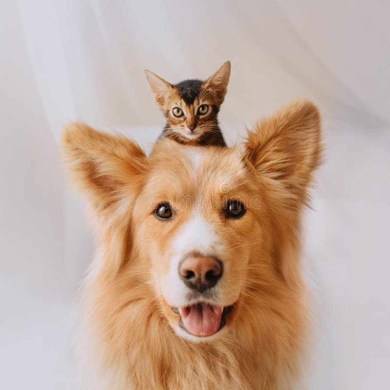 Glücklicher Mischzuchthund, der mit einem Kätzchen auf seinem Kopf darstellt