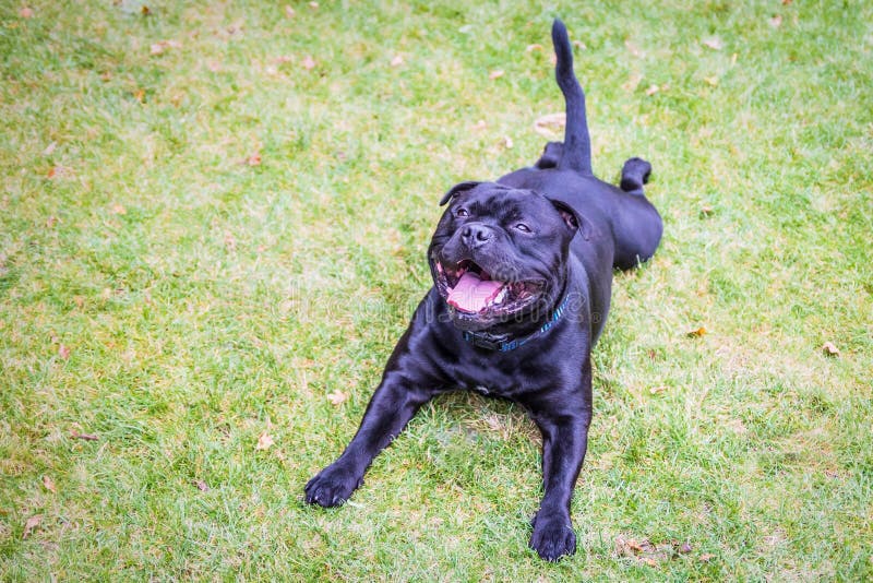 Glücklicher Staffordshire-Bullterrier, der flach an auf dem Gras sehr liegt stockbilder Glücklicher Staffordshire-Bullterrier, der flach an auf dem Gras sehr liegt stockbilder