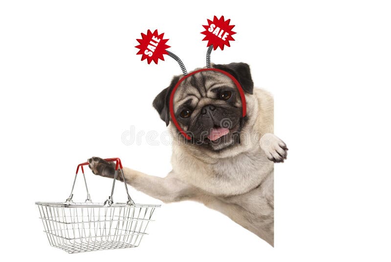 Glückliches lächelndes Pughündchen, Einkaufskorb halten, tragendes Diadem mit rotem Verkaufszeichen stockbilder Glückliches lächelndes Pughündchen, Einkaufskorb halten, tragendes Diadem mit rotem Verkaufszeichen stockbilder
