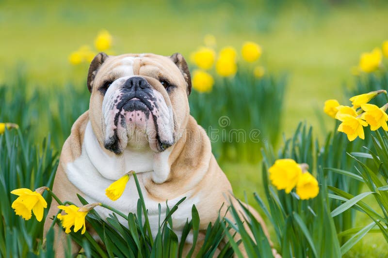 Glückliches nettes englisches Bulldoggenhundeim früjahr Feld
