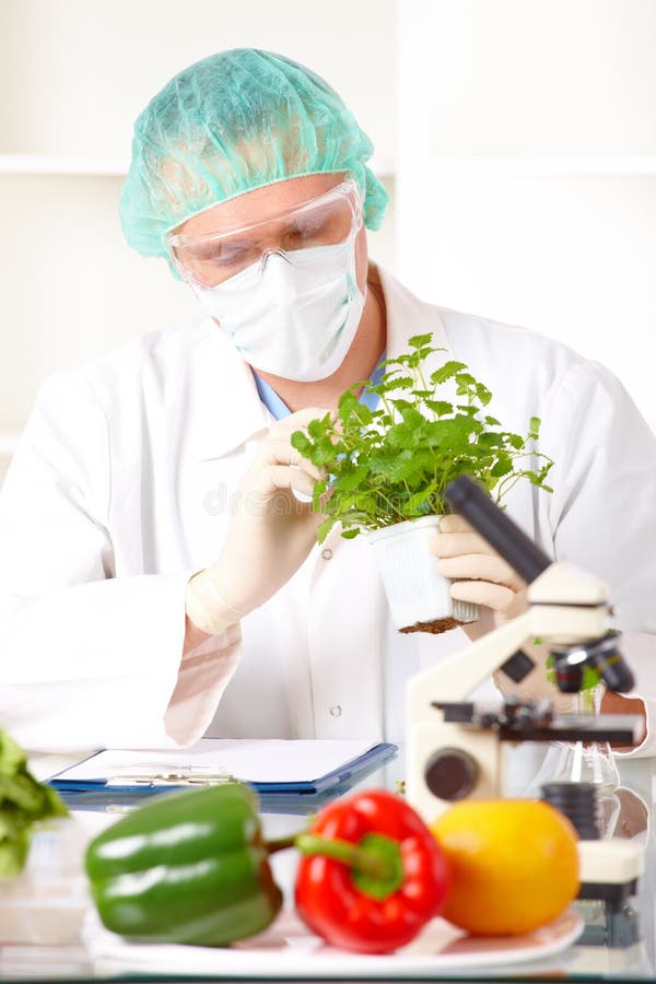 gmo-holdingforskare upp grönsaken arkivfoton gmo-holdingforskare upp grönsaken arkivfoton