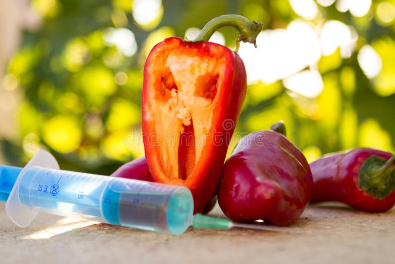 GMO pepper with syringe injecting. GMO pepper with syringe injecting