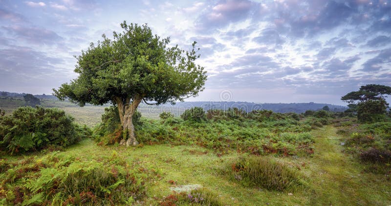 An ancient gnarled holly tree and a misty sunrise at Bratley View in the New Forest