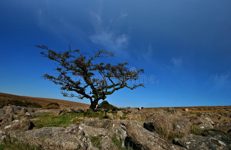 This old gnarled stunted tree managed to survive living on an exposed boulder field on Weatherdon Hill on Dartmoor, this area is popular with people searching for Dartmoor letterboxes, this activity is now associated with the more modern pastime of geocaching. This old gnarled stunted tree managed to survive living on an exposed boulder field on Weatherdon Hill on Dartmoor, this area is popular with people searching for Dartmoor letterboxes, this activity is now associated with the more modern pastime of geocaching.