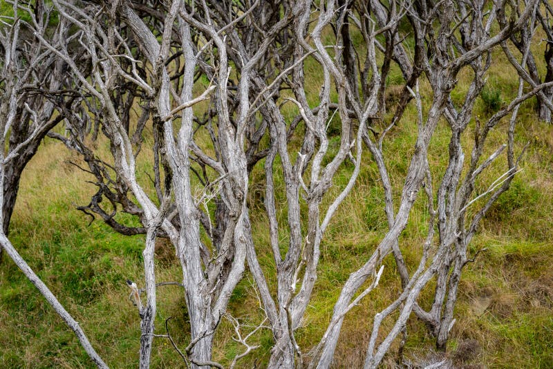 Gnarly wriggly manuka tree stems