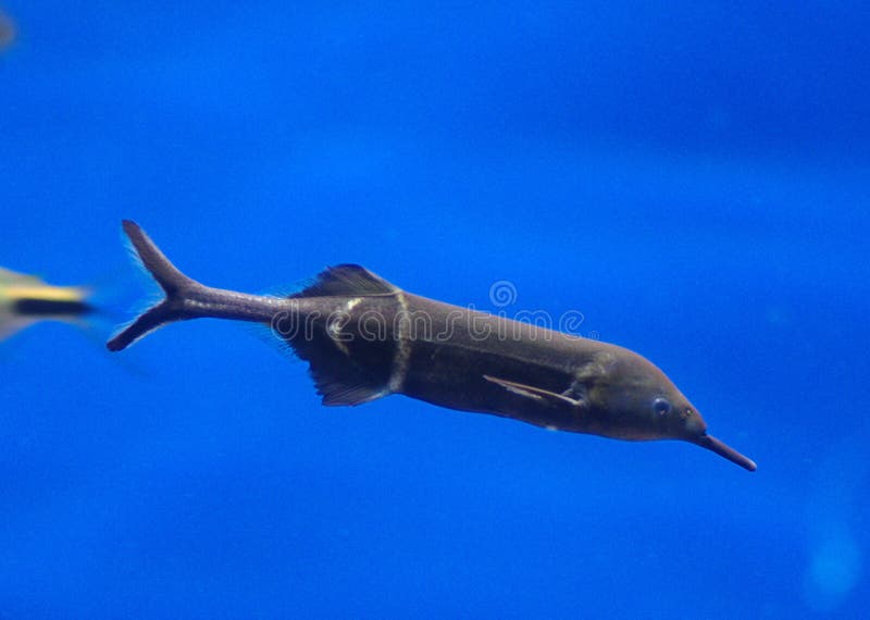 Elephantnose Fish Stock Photos - Free & Royalty-Free Stock Photos from  Dreamstime