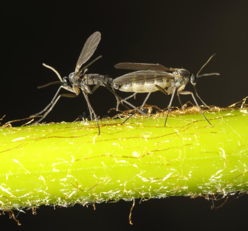 Two Gnats Copulating in a Wall in the Summer Stock Image Image of