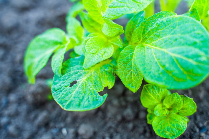 A Gnawed Leaf of a Potato Growing in the Soil in a Garden Bed. Potato