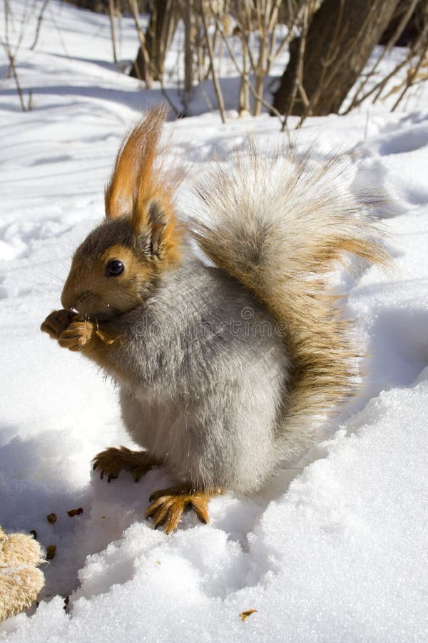 Gnawing nuts squirrel