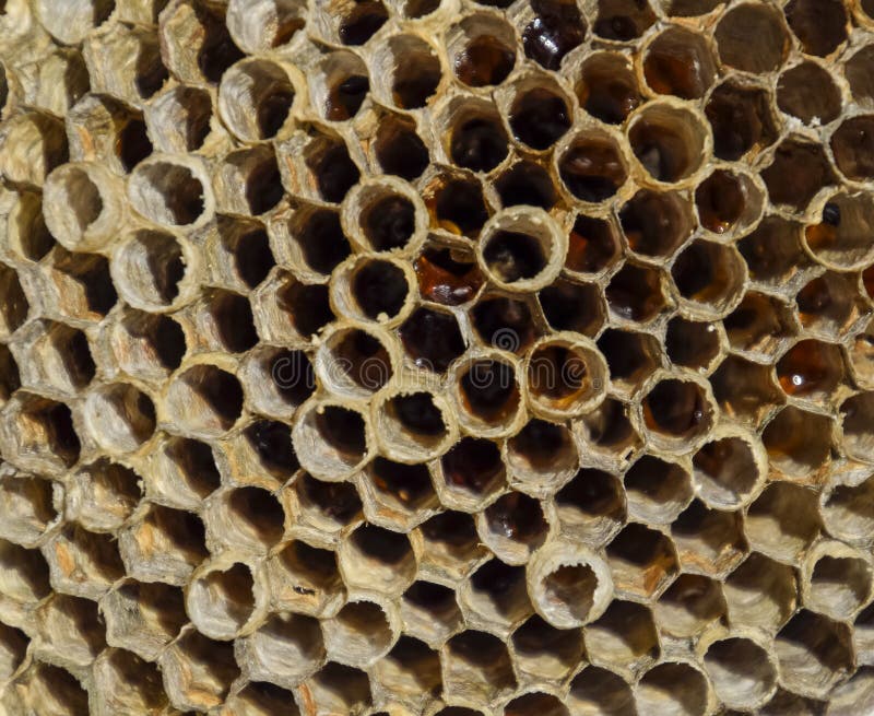 Gniazdeczko jest osikowy przy końcówką lęgowy sezon, polist osikowy gniazdeczko Zapasy miód w honeycombs Osikowy miód Vespa fotografia stock Gniazdeczko jest osikowy przy końcówką lęgowy sezon, polist osikowy gniazdeczko Zapasy miód w honeycombs Osikowy miód Vespa fotografia stock