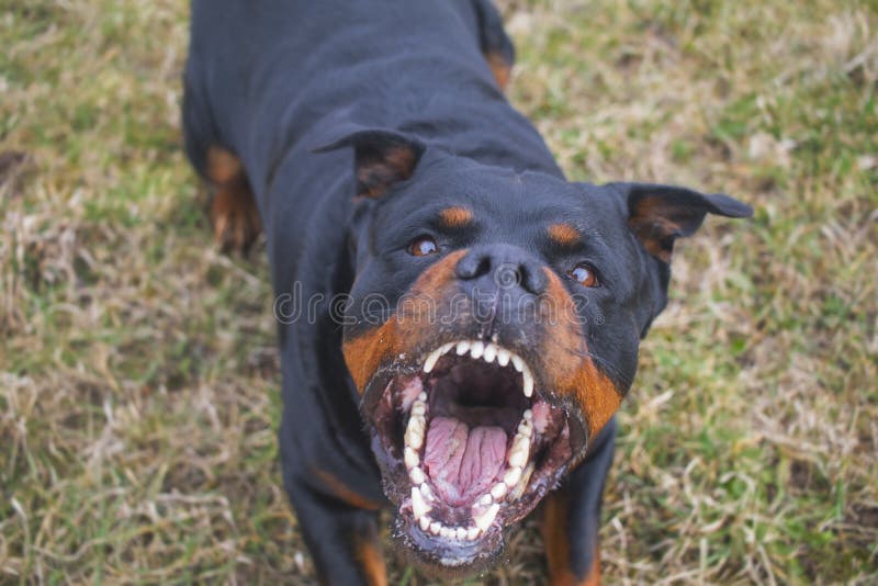 Rottweiler barking mad. Angry and dangerous. Rottweiler barking mad. Angry and dangerous.