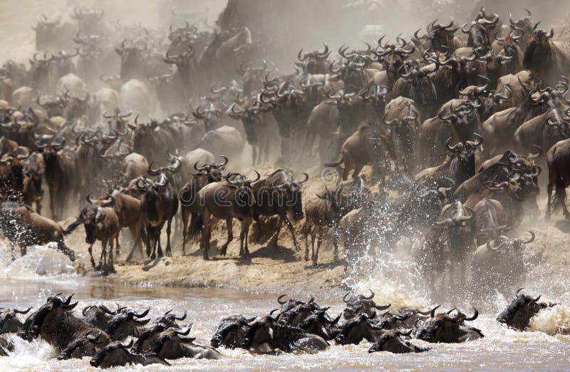 Gnous émigrant à travers Mara River images stock Gnous émigrant à travers Mara River images stock