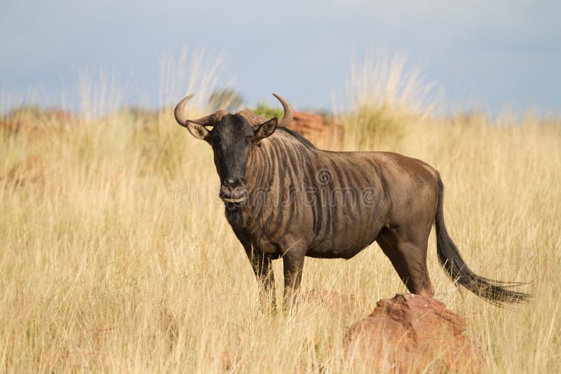 Gnu-azul fotos de stock royalty free