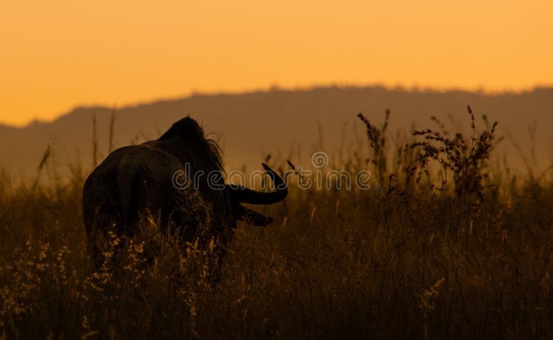 Gnu bei Sonnenuntergang stockbild Gnu bei Sonnenuntergang stockbild