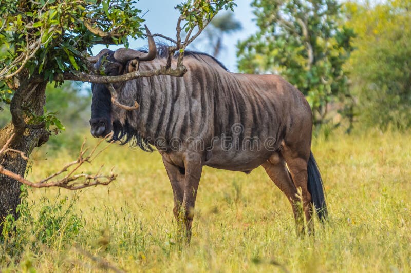 Gnu blu nel parco nazionale Sudafrica di Kruger fotografia stock libera da diritti Gnu blu nel parco nazionale Sudafrica di Kruger fotografia stock libera da diritti