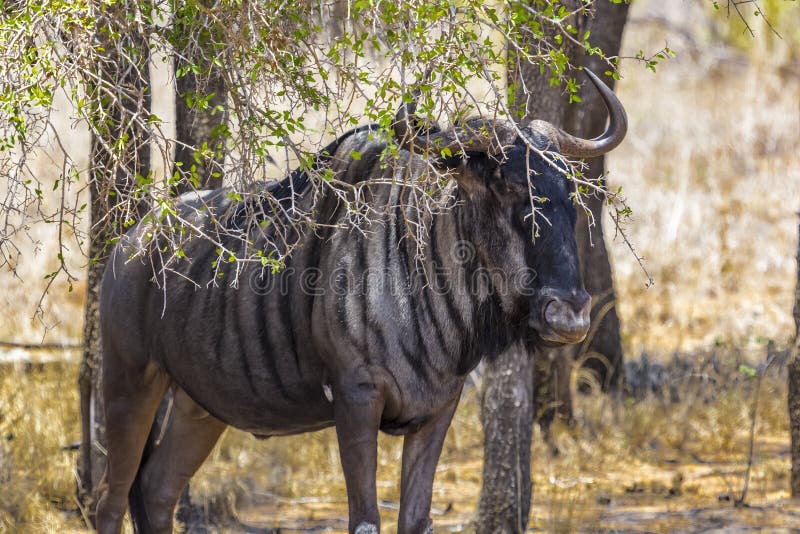 Gnu blu, parco nazionale di Kruger fotografia stock libera da diritti Gnu blu, parco nazionale di Kruger fotografia stock libera da diritti