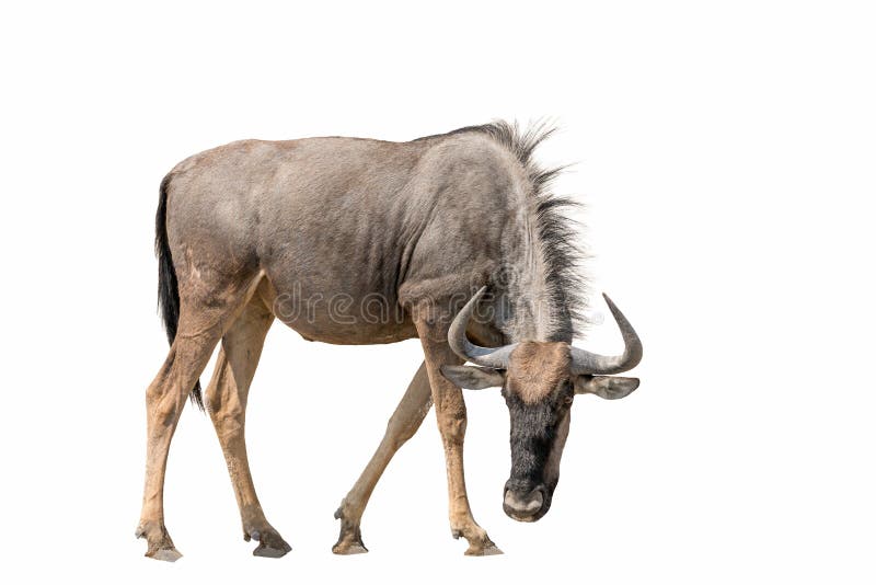 Gnu Brindled dello gnu blu isolato su fondo bianco fotografia stock libera da diritti Gnu Brindled dello gnu blu isolato su fondo bianco fotografia stock libera da diritti
