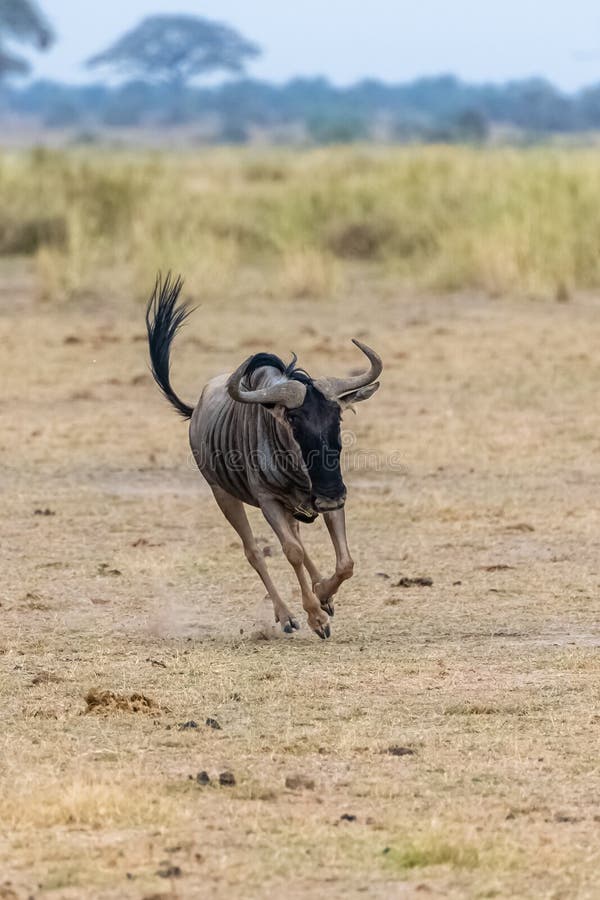 Gnu, corrida do gnu imagem de stock royalty free Gnu, corrida do gnu imagem de stock royalty free