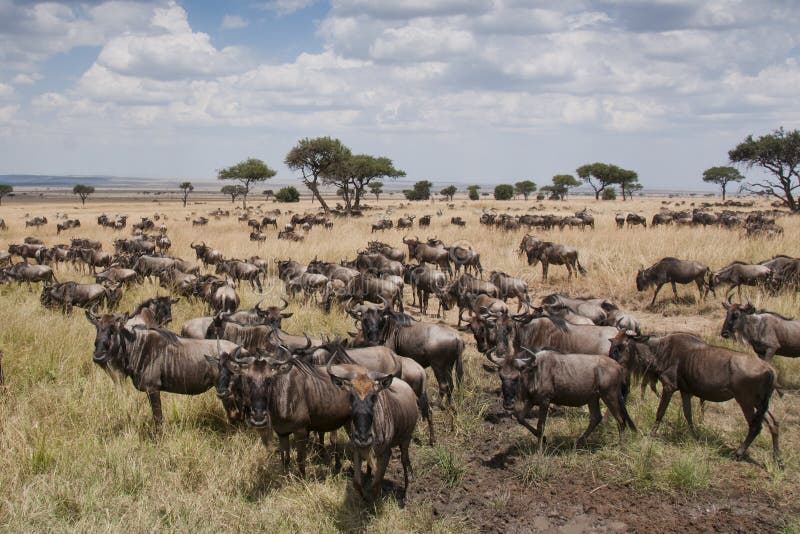 Gnu nas planícies do Masai Mara, Kenya imagens de stock Gnu nas planícies do Masai Mara, Kenya imagens de stock