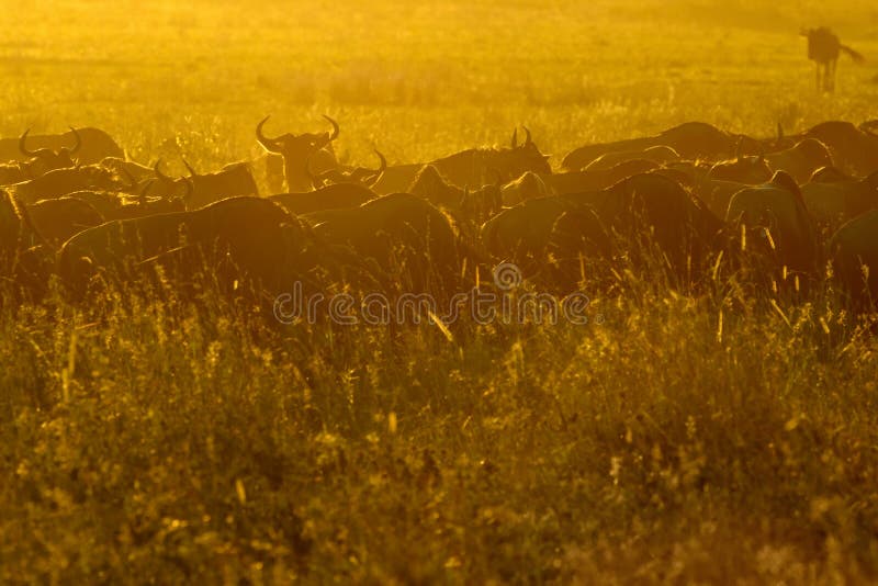 Gnu samlas att beta royaltyfri fotografi Gnu samlas att beta royaltyfri fotografi