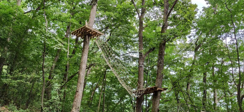 132 Go Ape Photos Free Royalty Free Stock Photos From Dreamstime