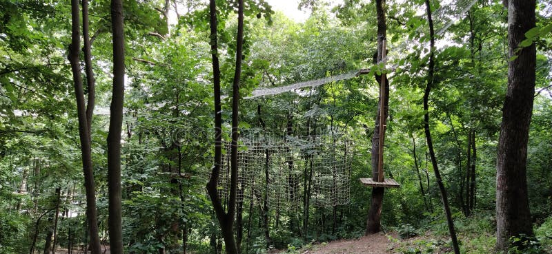 132 Go Ape Photos Free Royalty Free Stock Photos From Dreamstime