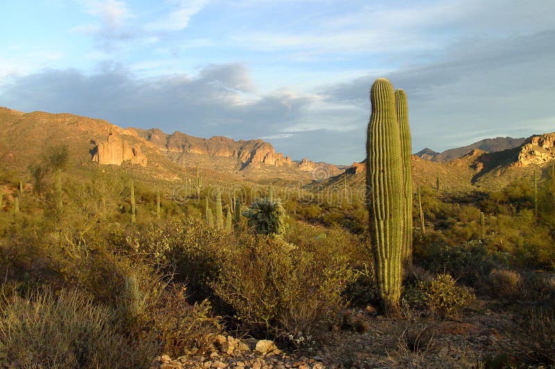 Download Go Farther stock photo. Image of cactus, outdoors, landscape - 6378
