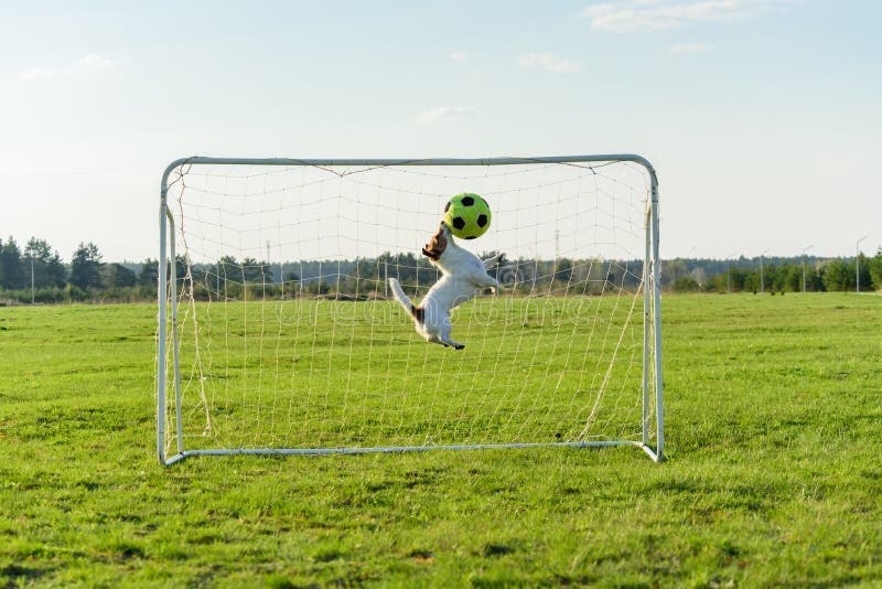 333 Funny Goalkeeper Stock Photos - Free & Royalty-Free Stock Photos from  Dreamstime