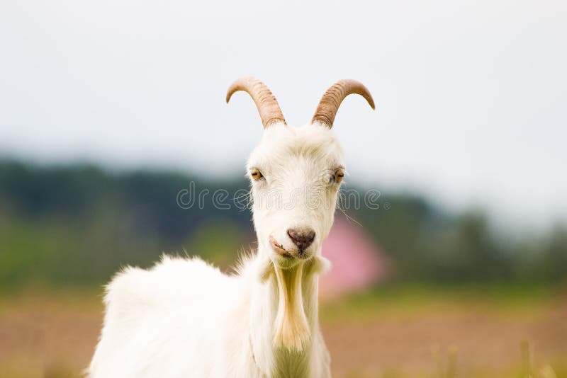 Goat royalty free stock photo