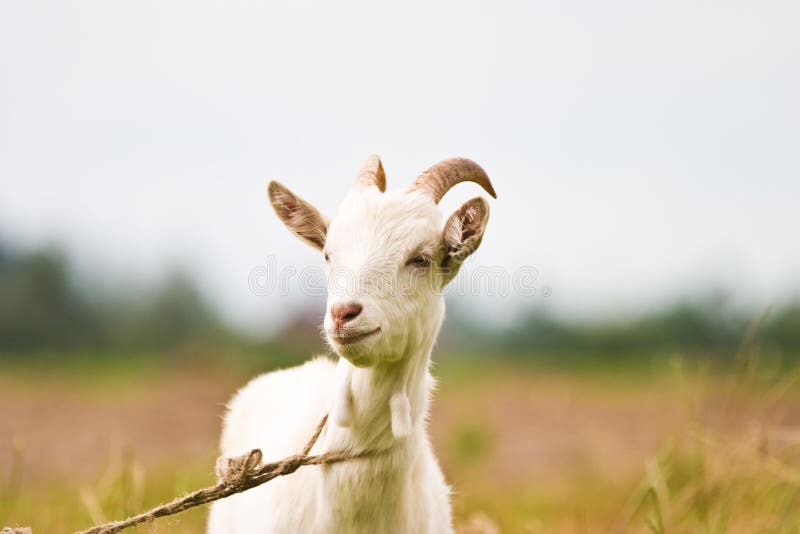 Goat royalty free stock photography