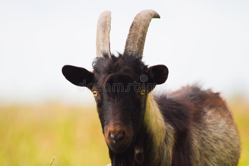 Goat stock image