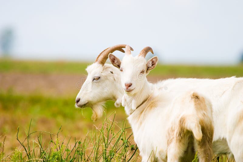 Goat stock photography