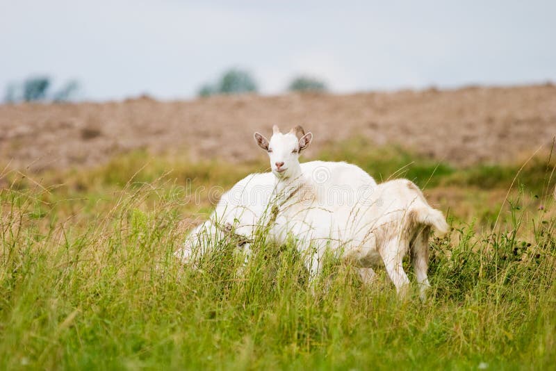 Goat royalty free stock photos