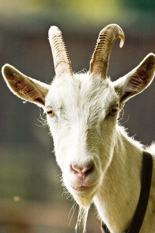 Goat stock photos