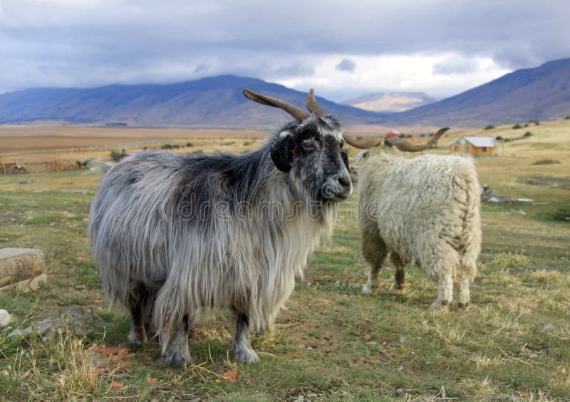 Una cabra sobre el rancho en.