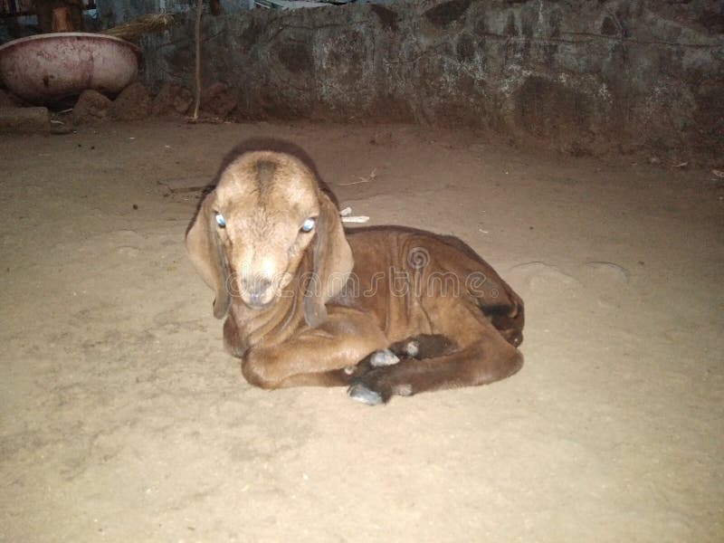 Goat baby kid stock photo. Image of baby, goat, indian 127566502