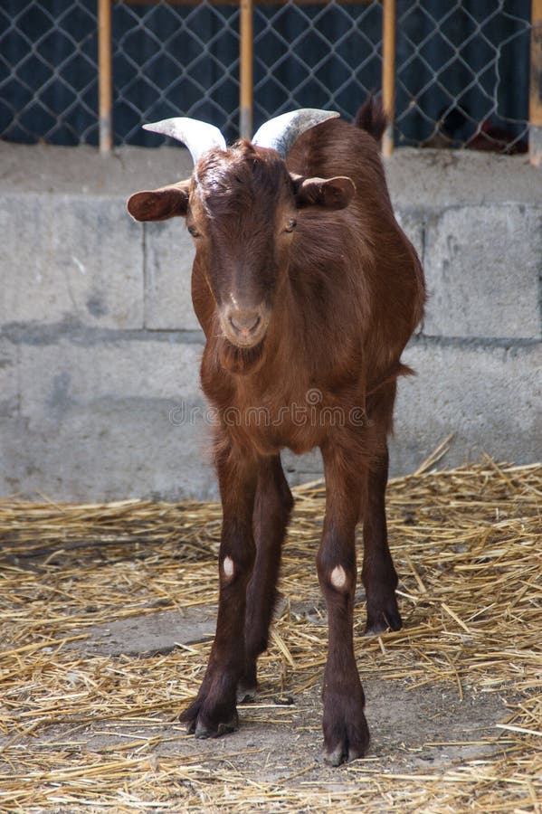 Goat in the barnyard stock image. Image of flock, animal 44779325
