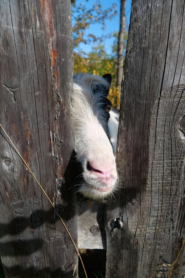Goat Behind the Wooden Fence Stock Image Image of herd, nursery