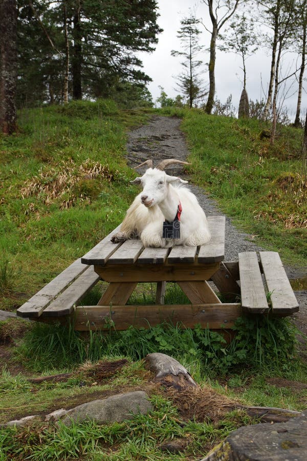 Goat in Bergen stock photo. Image of tourism, norway 97964942
