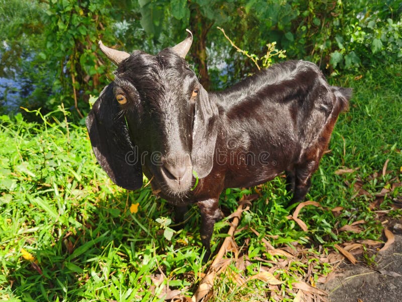 Goatblack Goat Look At The Camera Stock Image Image Of Pasture Cameraportrait 229131825 